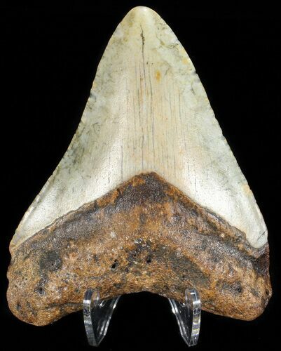 Bargain, Megalodon Tooth - North Carolina #65701